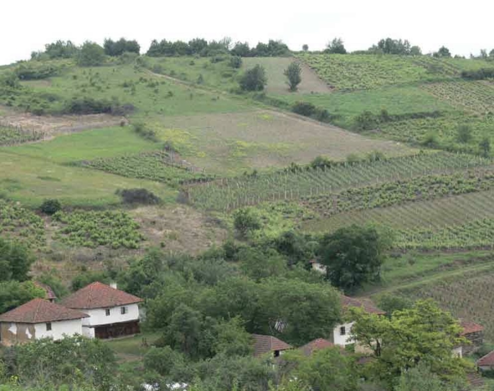 vinogradi-vinska kuca-rakicevic